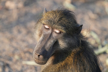 Pavian im Portrait wirkt nachdenklich 