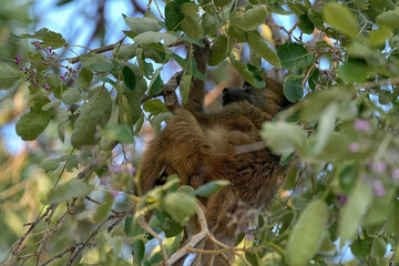 Obraz premium Pavian in einem Baum in der Wildnis von Namibia