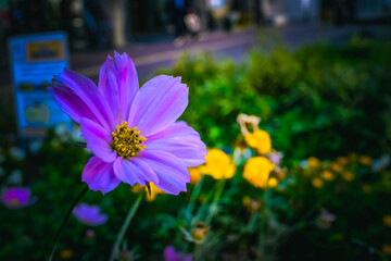 flowers in the garden