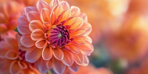 Beautiful Ball type Dahlia displaying the enchanting blooms of Dahlia Zundert Mystery Fox in full flower, showcasing the striking colors and intricate petals of this stunning Dahlia variety.