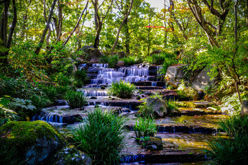 tropical forest in the jungle
