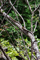 A snake is slithering on the tree