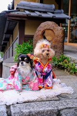 chihuahua dog and friend in the street