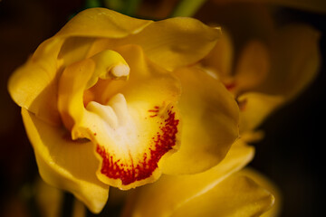 Closeup nature view of Orchids flowers in garden.