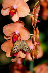 Closeup nature view of Orchids flowers in garden.