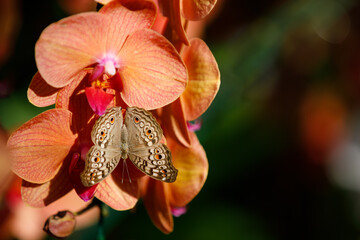 Closeup nature view of Orchids flowers in garden.
