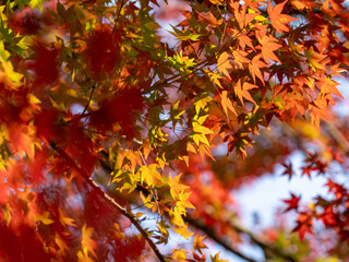 Maple Leaves