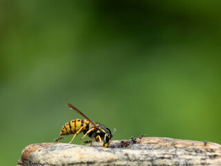Deutsche Wespe (Vespula germanica)