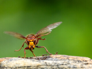 Hornisse (Vespa crabro), Königinnen