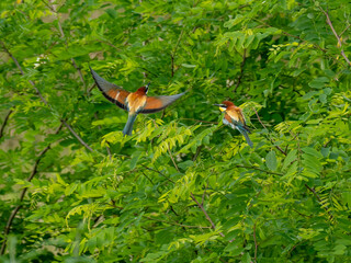 Bienenfresser (Merops apiaster)