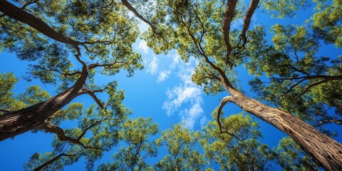 Majestic trees rise against a vibrant blue sky, showcasing the beauty of trees in nature, creating a stunning contrast that highlights the serene presence of trees under the bright sky.