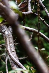 A snake is slithering on the tree