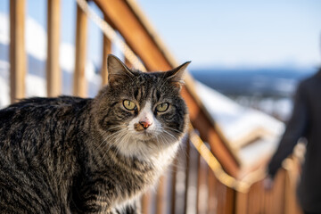 Cat in Alaska