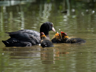 Blässhuhn (Fulica atra)  massregelt Junge