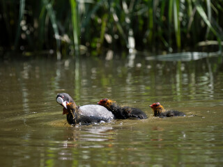 Blässhuhn (Fulica atra)  massregelt Junge