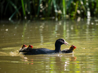 Blässhuhn (Fulica atra)  massregelt Junge