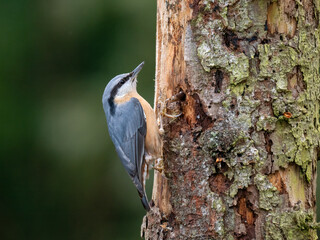 Kleiber (Sitta europaea)    