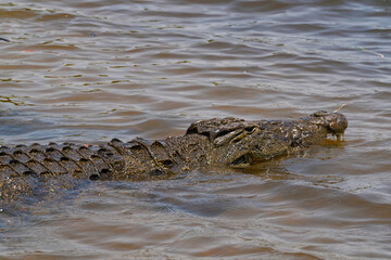 Krokodil im Fluss Chobe auf der Lauer