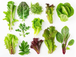 Various types of leafy greens arranged on a white background, creating an impression of naturalness and freshness. Bright studio lighting.