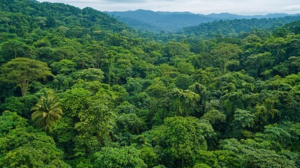 A vibrant rainforest teems with diverse flora and fauna, featuring towering trees and lush foliage that highlight nature's beauty.