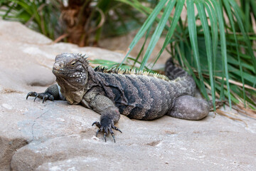 Cuban rock iguana also Cuban ground iguana also (in german Kuba-Leguan also Kubaleguan) Cyclura nubila