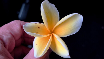 An elegant overhead view capturing a delicate yellow plumeria flower resting on an open Businessman hand showcasing eco green friendly business concept