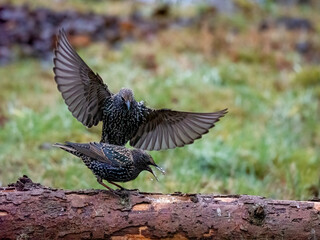 Star (Sturnus vulgaris)