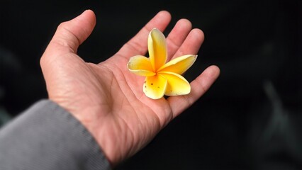 An elegant overhead view capturing a delicate yellow plumeria flower resting on an open Businessman hand showcasing eco green friendly business concept