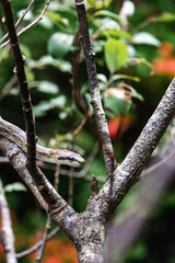 A snake is slithering on the tree