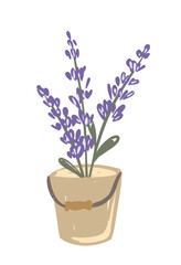 A lavender plant with vibrant purple flowers and green leaves in a rustic bucket.