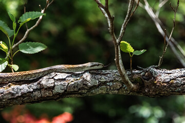 A snake is slithering on the tree