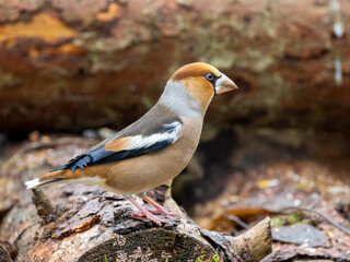 Kernbeißer (Coccothraustes coccothraustes)