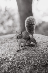Squirrel 