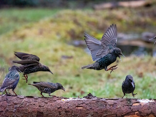 Star (Sturnus vulgaris)