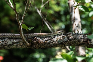 A snake is slithering on the tree
