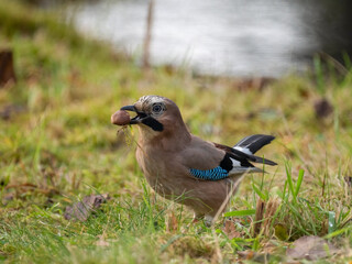 Eichelhäher (Garrulus glandarius)