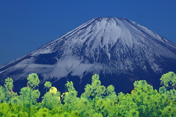 Fototapeta premium 春の訪れを告げる花