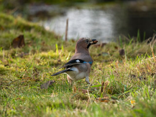 Eichelhäher (Garrulus glandarius)