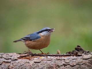 Kleiber (Sitta europaea)