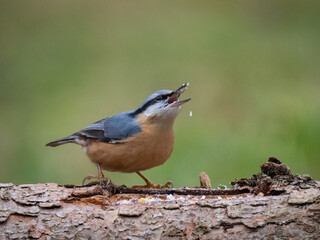 Kleiber (Sitta europaea)