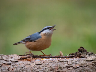 Kleiber (Sitta europaea)