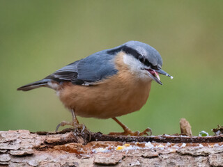 Kleiber (Sitta europaea)