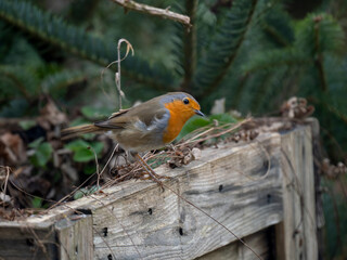 Rotkehlchen (Erithacus rubecula)