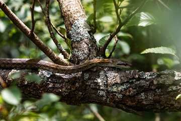 A snake is slithering on the tree