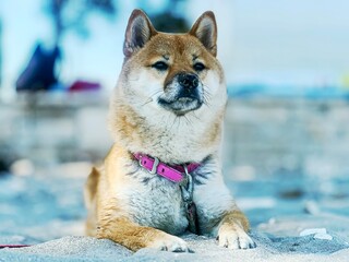 Adorable red Shiba Inu dog peacefully sleeping on a cozy bed in a bright, stylish bedroom. High-quality, pet-friendly image perfect for home decor or lifestyle projects. Copy space
