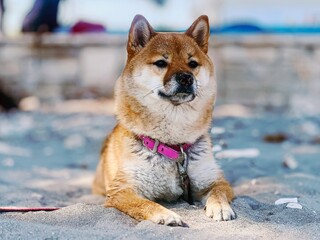 Adorable red Shiba Inu dog peacefully sleeping on a cozy bed in a bright, stylish bedroom. High-quality, pet-friendly image perfect for home decor or lifestyle projects. Copy space