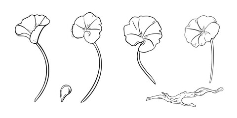 Centella asiatica black white vector illustration isolated. Pennywort, drop and driftwood hand drawn graphic monochrome. Gotu kola linear sketch for package, label. Centella round leaves plant in set.