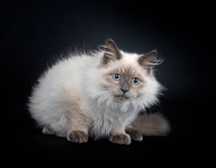 siberian cat in studio