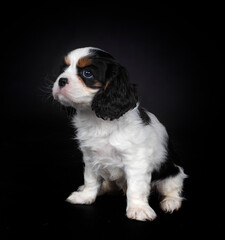 young cavalier king charles