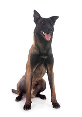 malinois in studio
